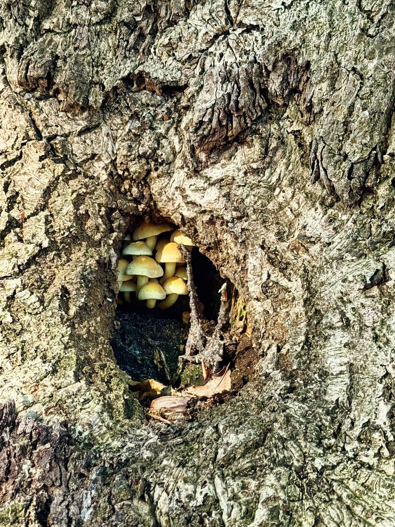 Pilze im Baum